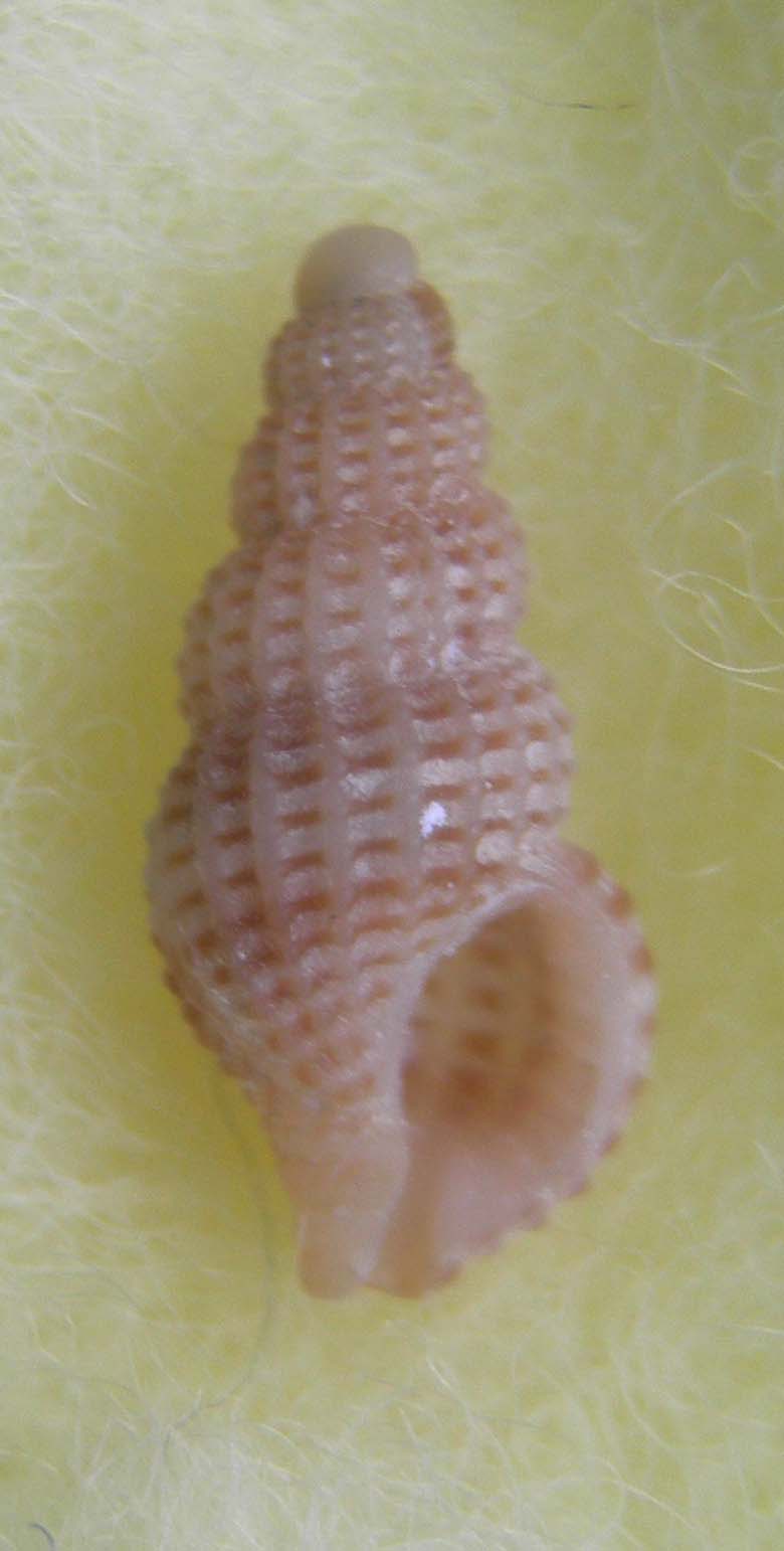 chauvetia lineolata